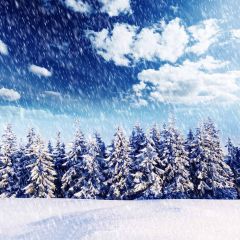 Heavy Snow Covered Pines Photography Scenery Backdrop Snow Theme Banner AKA-066