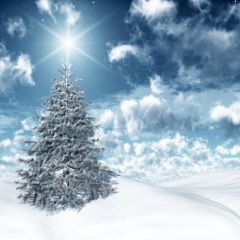 Lonely Tree In Snow Photography Scenery Backdrop Snow Theme Banner AKA-070