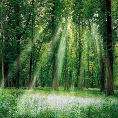Sunshine Through The Woods Photography Scenery Backdrop Forest Theme Banner AKA-099