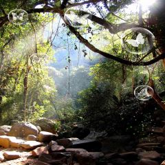 Butterfly Around The Woods Photography Scenery Backdrop Forest Theme Banner AKA-107