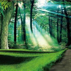 Green Woods Beside The Road Photography Scenery Backdrop Forest Theme Banner AKA-113