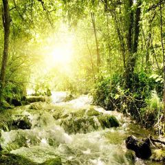 Rivulet In The Woods Photography Scenery Backdrop Nature Theme Banner AKA-140
