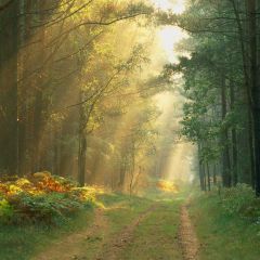 Green Pathway Photography Scenery Backdrop Forest Theme Banner AKA-141