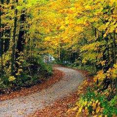 Road In Woods Photography Scenery Backdrop Forest Theme Banner AKA-142