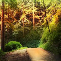 Road In Woods Photography Scenery Backdrop Forest Theme Banner AKA-143