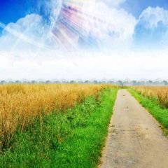 Road In Field Photography Scenery Backdrop Road Theme Banner AKA-147