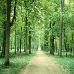 Road In Woods Photography Scenery Backdrop Forest Theme Banner AKA-149