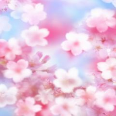 Pink Flowers Photography Scenery Backdrop Flowers Theme Banner AKA-181