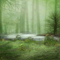 Riverside In The Woods Photography Scenery Backdrop Forest Theme Banner AKA-324