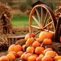 Pumpkins Under The Wheel Photography Scenery Backdrop Autumn Theme Banner AKA-337