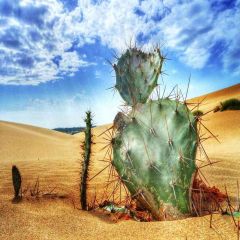 Cactus In The Desert Photography Scenery Backdrop Desert Landscape Theme Banner AKA-341