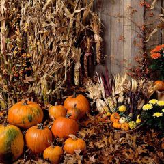 Harvest Season Photography Scenery Backdrop Autumn Theme Banner AKA-344