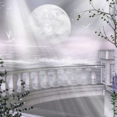 Sunlight Seagulls Stone Fence Photography Scenery Backdrop Balcony Landscape Theme Banner AKA-354