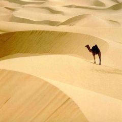 Camel In The Desert Photography Scenery Backdrop Desert Landscape Theme Banner AKA-378