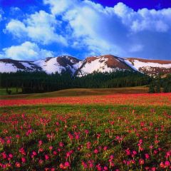 Flowers Under The Mountain Photography Scenery Backdrop Nature Theme Banner AKA-380