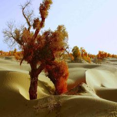 Desert Trees Photography Scenery Backdrop Desert Landscape Theme Banner AKA-381