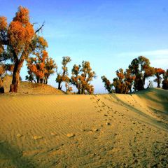 Tenacious Life Photography Scenery Backdrop Desert Landscape Theme Banner AKA-382