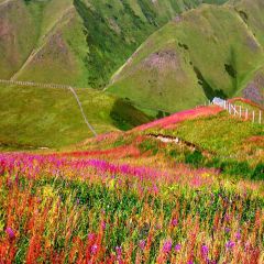 Flowers On The Mountain Photography Scenery Backdrop Nature Theme Banner AKA-383