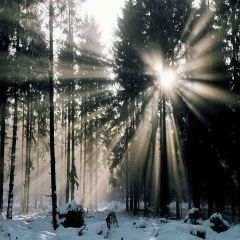 Sunshine Cover On The Snow Photography Scenery Backdrop Nature Theme Banner AKA-387