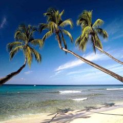 Palm Tree And Beach Photography Scenery Backdrop Ocean Theme Banner AKA-388