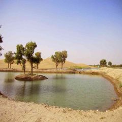 Desert Oasis Photography Scenery Backdrop Desert Landscape Theme Banner AKA-394