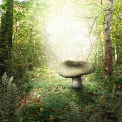 Outstanding Mushroom Photography Scenery Backdrop Forest Theme Banner AKA-424