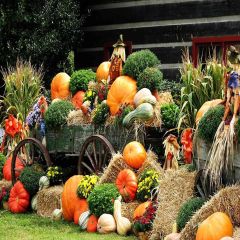 Crops Photography Scenery Backdrop Autumn Theme Banner AKA-439