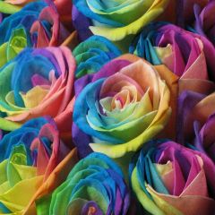 Colorful Roses Photography Scenery Backdrop Flowers Theme Banner AKA-441