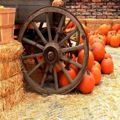 Pumpkins Behind The Wheel Photography Scenery Backdrop Autumn Theme Banner AKA-501