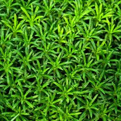 Fresh Plants Photography Scenery Backdrop Nature Theme Banner AKA-517