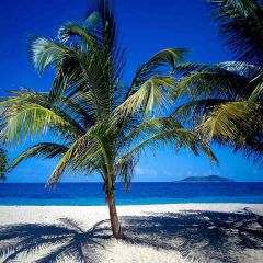 Palm Tree On The Beach Photography Scenery Backdrop Ocean Theme Banner AKA-540