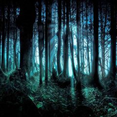 Spooky Forest Photography Scenery Backdrop Forest Theme Banner AKA-547