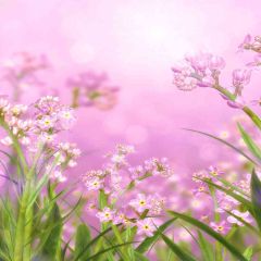 Pink Flowers Photography Scenery Backdrop Flowers Theme Banner AKA-581