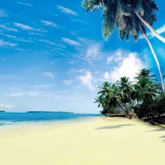 Palm Trees And Beach Photography Scenery Backdrop Ocean Theme Banner AKA-643