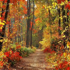 Autumn In Woods Photography Scenery Backdrop Autumn Theme Banner AKA-671