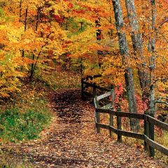 Autumn In Woods Photography Scenery Backdrop Autumn Theme Banner AKA-672