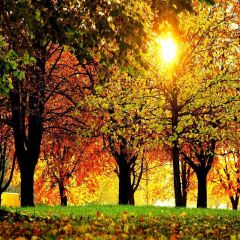 Autumn Forest Photography Scenery Backdrop Nature Theme Banner AKA-710