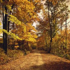 Autumn Forest Photography Scenery Backdrop Nature Theme Banner AKA-713