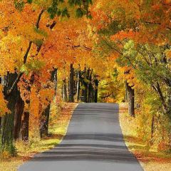Autumn Ave Photography Scenery Backdrop Nature Theme Banner AKA-717