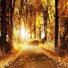 Sunshine In Autumn Forest Photography Scenery Backdrop Nature Theme Banner AKA-718