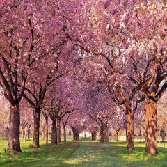 Oriental Cherry Tree Ave Photography Scenery Backdrop Nature Theme Banner AKA-719
