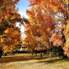 Autumn Ave Photography Scenery Backdrop Nature Theme Banner AKA-725