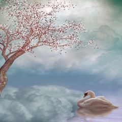 Cute Swan Photography Scenery Backdrop Nature Theme Banner AKA-730