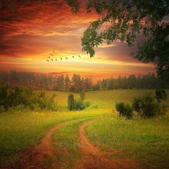 Sunset In Green Field Photography Scenery Backdrop Nature Theme Banner AKA-732