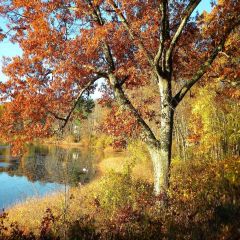 Autumn River Photography Scenery Backdrop Nature Theme Banner AKA-756