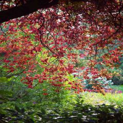 Natural Landscape Photography Scenery Backdrop Nature Theme Banner AKA-762