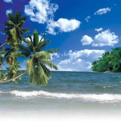 Palm Trees Above The Sea Photography Scenery Backdrop Ocean Theme Banner AKA-771