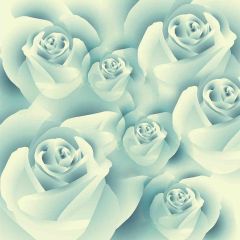 White Roses Photography Scenery Backdrop Flowers Theme Banner AKA-814