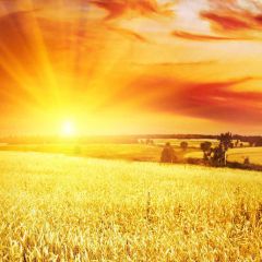 Ripe Crops Photography Scenery Backdrop Nature Theme Banner AKA-852