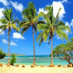 Tropical Beach Photography Scenery Backdrop Ocean Theme Banner AKA-866